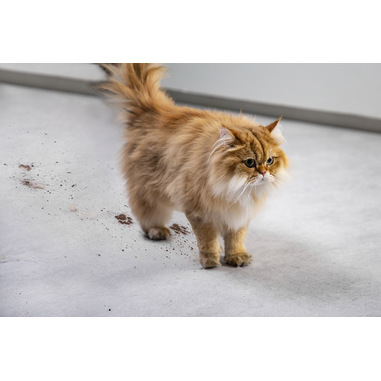 Lavapavimenti Senza Fili Rowenta X-Clean 4 - Auto-Propulsione, Doppio Serbatoio, Autonomia 50min - Foto 2